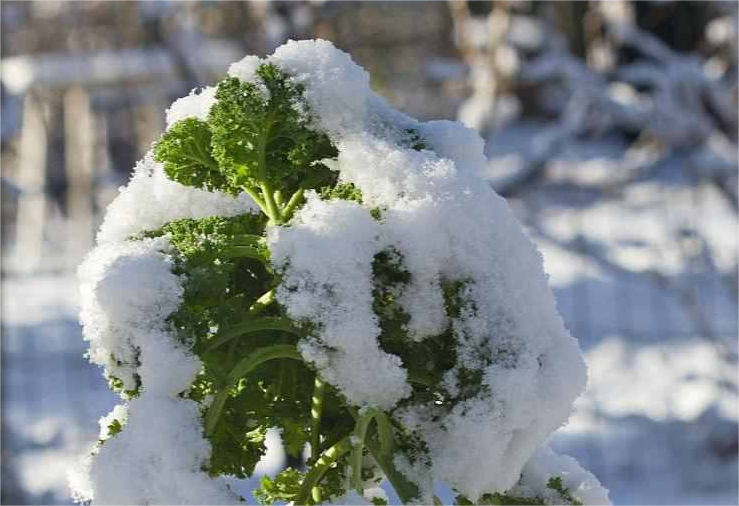 尚干閩菜課堂十四期｜大雪時節(jié)冬漸濃，何不來道雪里紅？